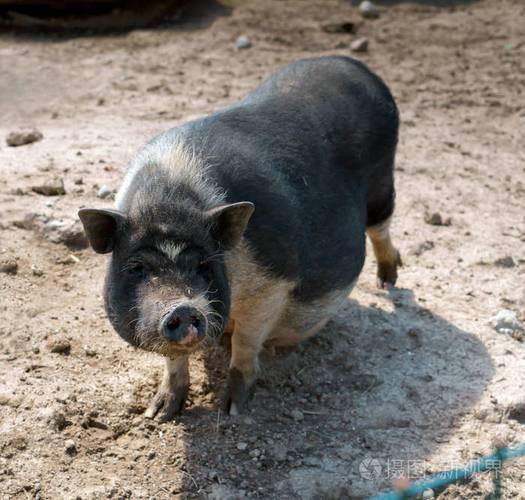 生产黑白猪的猪品种