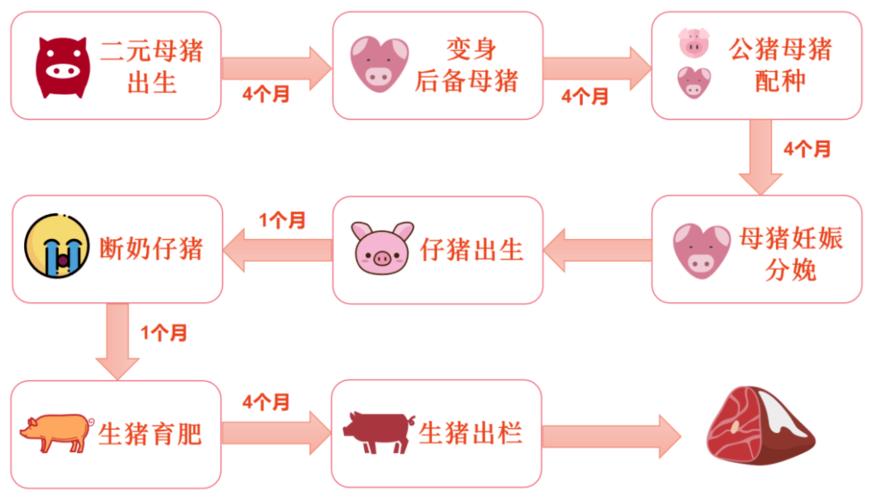 在生猪养殖领域,从种猪到商品代要经历三个阶段:育种阶段,扩繁阶段