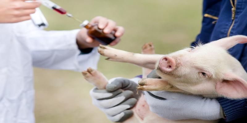 杀灭非洲猪瘟病毒最有效的方法抗非洲猪瘟病毒猪育种